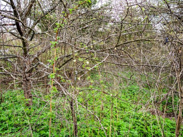 Cost of Underbrush Clearing in Cartersville