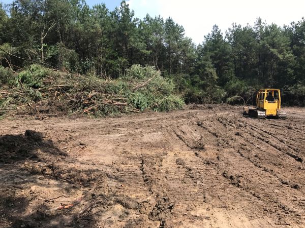 Cost of Thicket Clearing in Cartersville